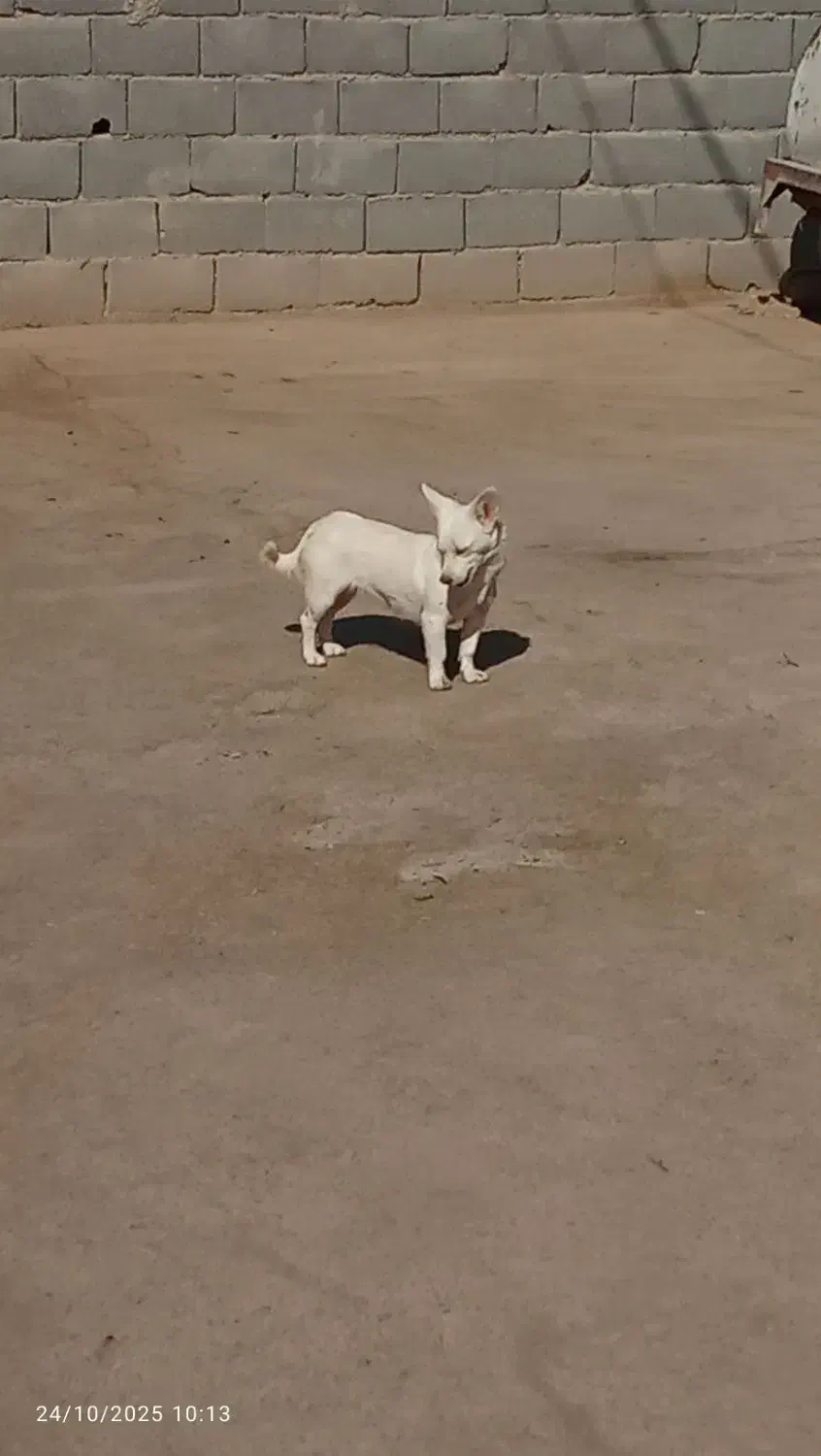 فروش پاپی پامر اشپیتز|سگ|اصفهان, خوراسگان|دیوار