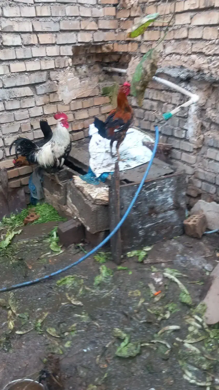 خروس 2عدد|حیوانات مزرعه|حمیدیه, |دیوار