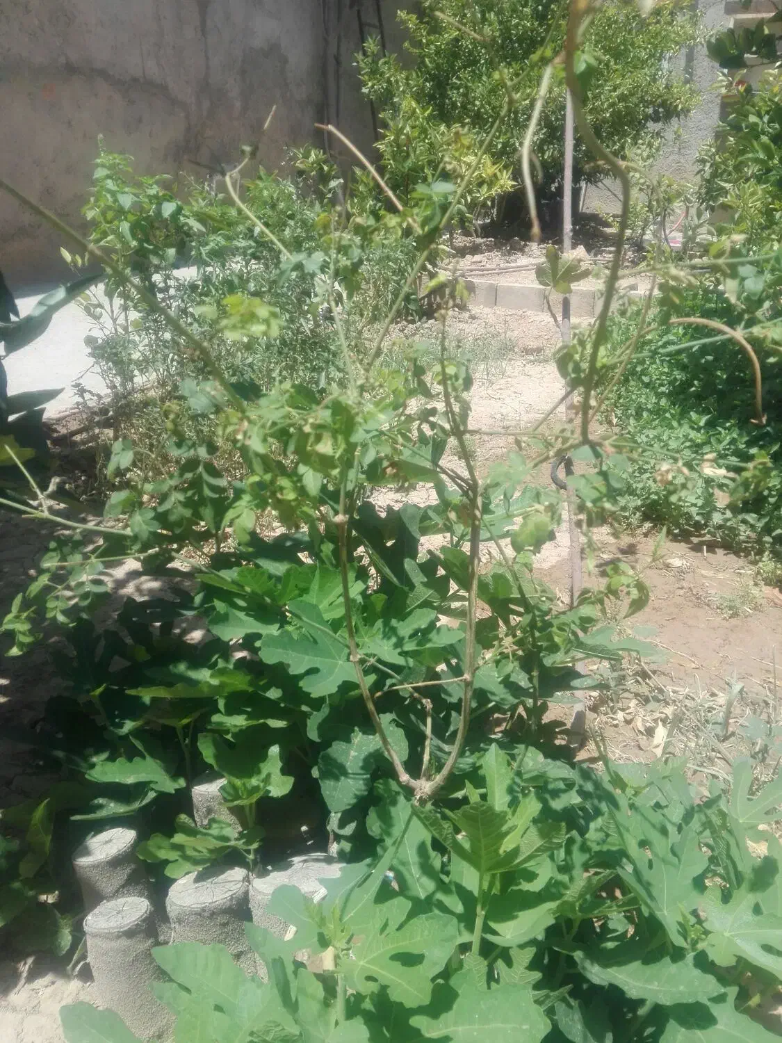 تعدادی گل یاس سفید|گل و گیاه طبیعی|فسا, |دیوار