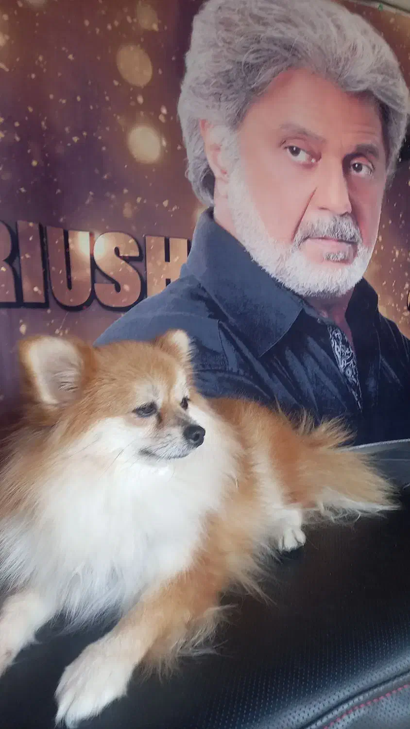 سگ پامر|سگ|بردسیر, |دیوار