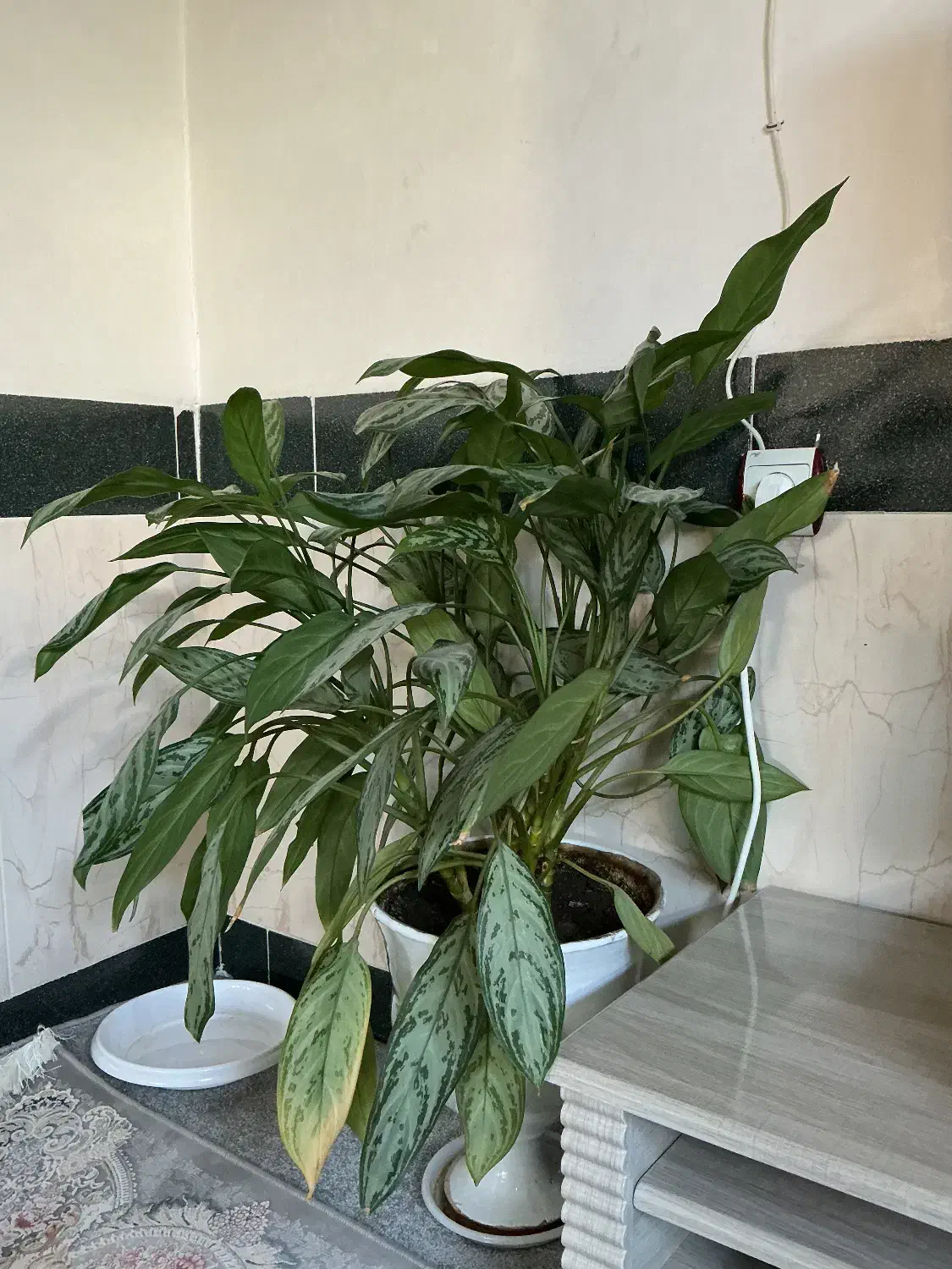 فروش گل آگلونما|گل و گیاه طبیعی|ربط, |دیوار