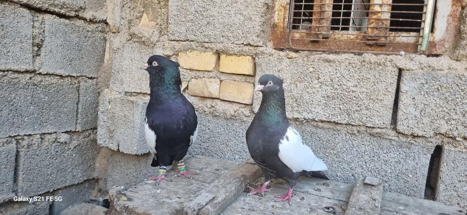 سینه سیاه|پرنده|کارون, |دیوار