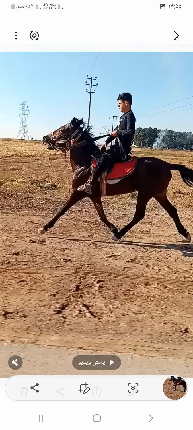 اسب نریون|اسب و تجهیزات اسب‌سواری|نیشابور, خیام|دیوار