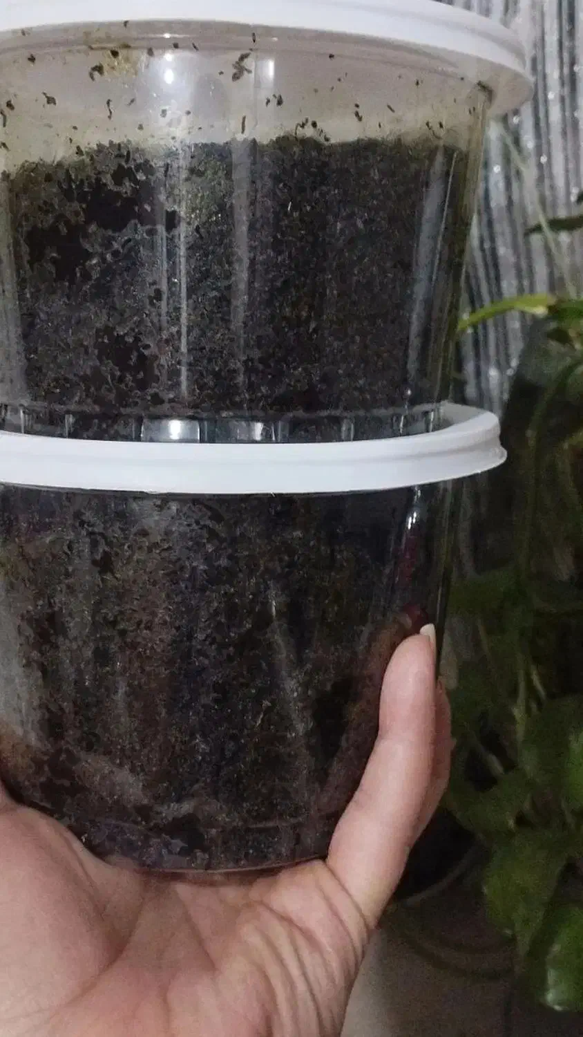 باقالی کشاورزی|خوردنی و آشامیدنی|رشت, جانبازان|دیوار