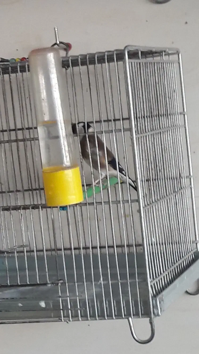 انواع سهره|پرنده|دزفول, |دیوار