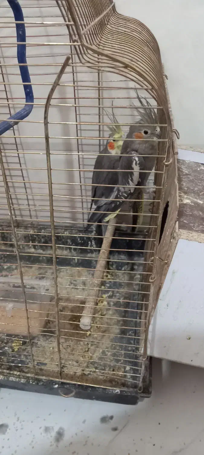 قفس و عروس هلندی460تومن|لوازم جانبی حیوانات|یزد, |دیوار