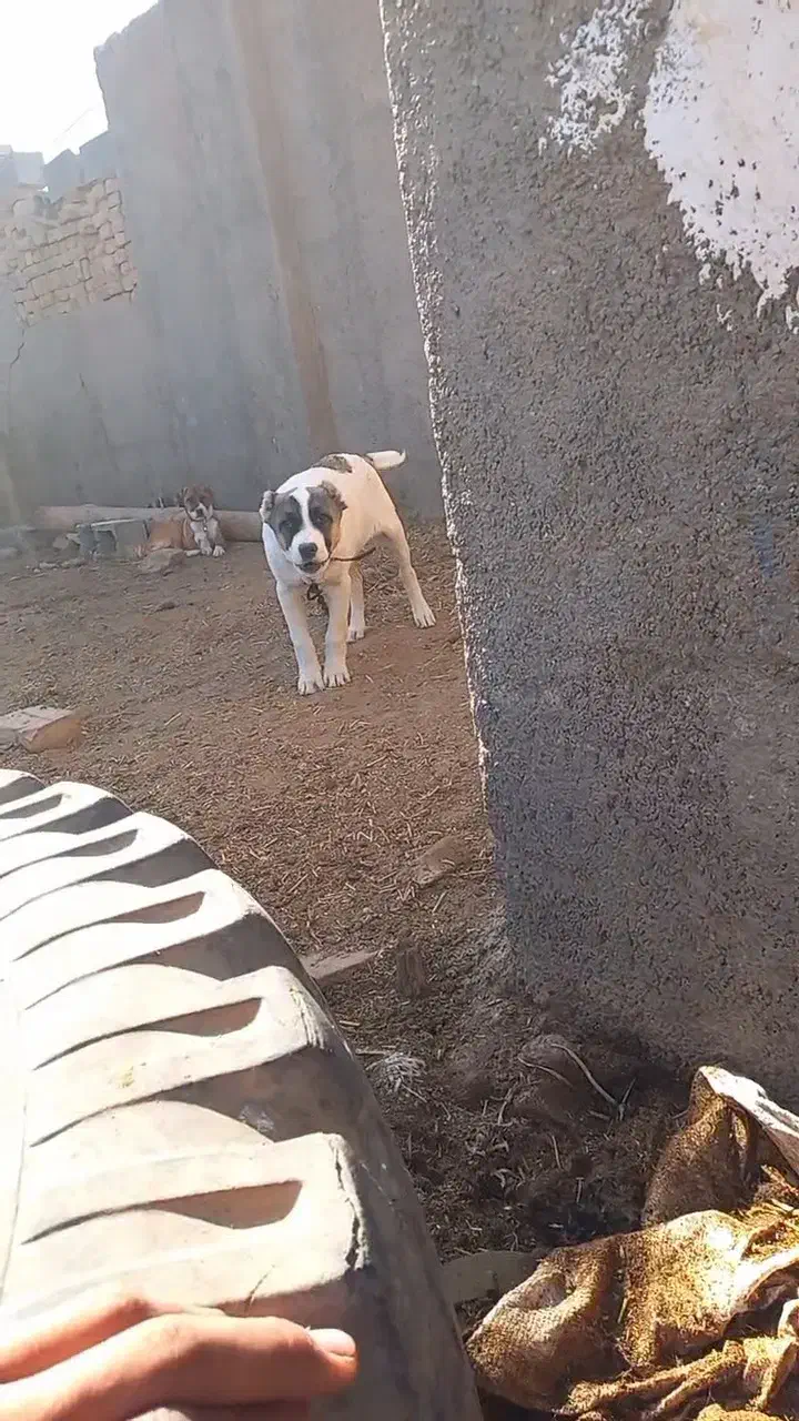 فروشی|سگ|بوئین زهرا, |دیوار