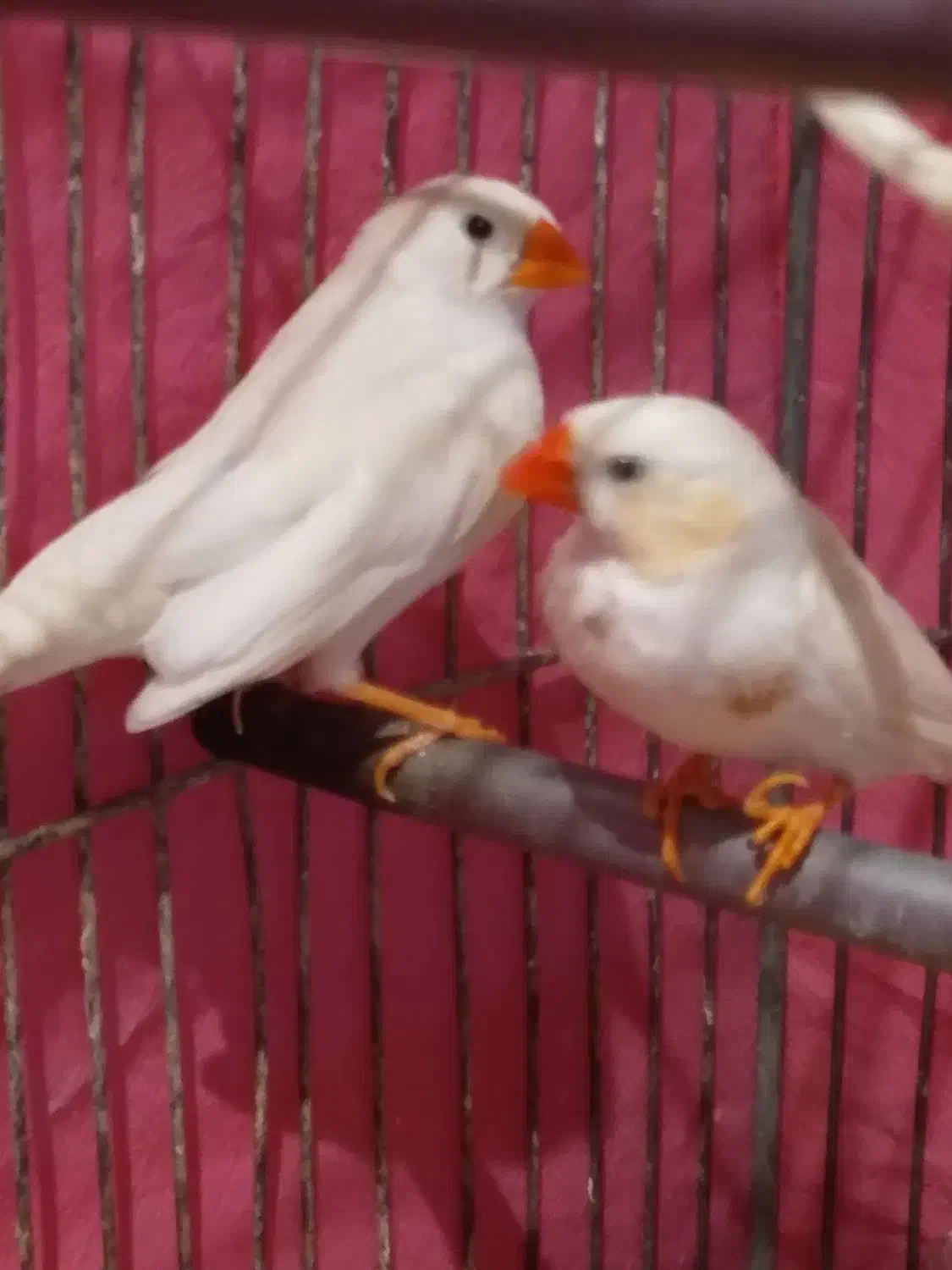 ۵تا فنچ یجفتش تخم کرده|پرنده|قرچک, شهرک طلائیه|دیوار