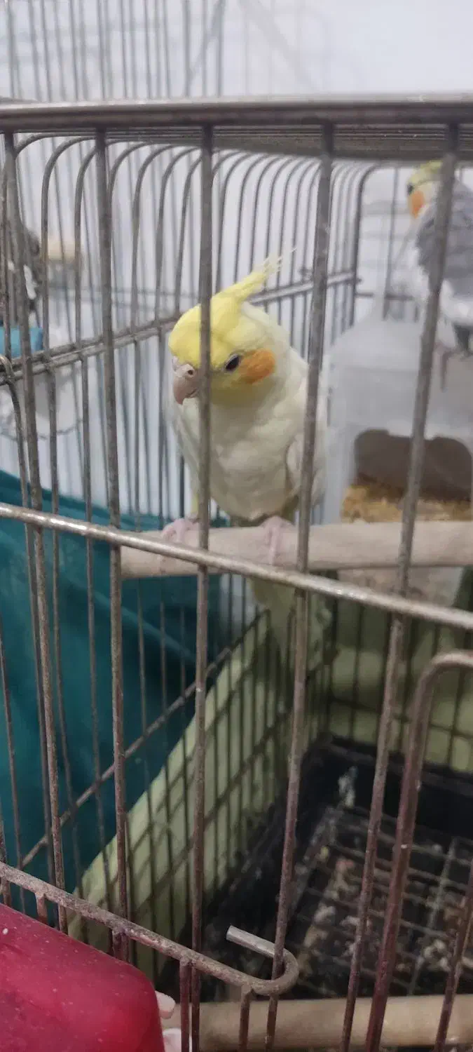 جوجه عروس هلندی|پرنده|پاکدشت, پاکدشت (مامازند)|دیوار