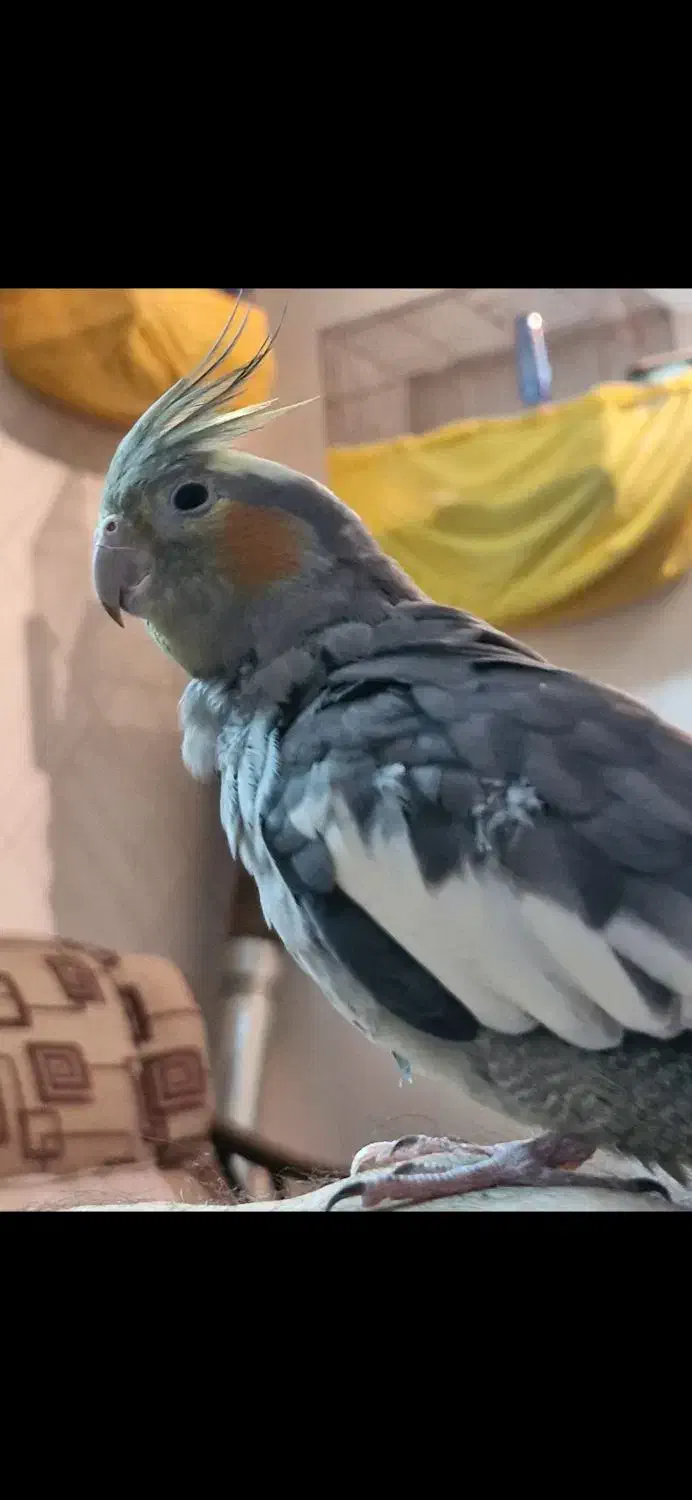 عروس هلندی گم شده|حیوانات|ساوه, |دیوار