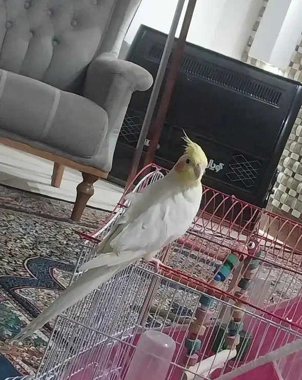 عروس هلندی لوتینو|پرنده|فردوس (خراسان), |دیوار