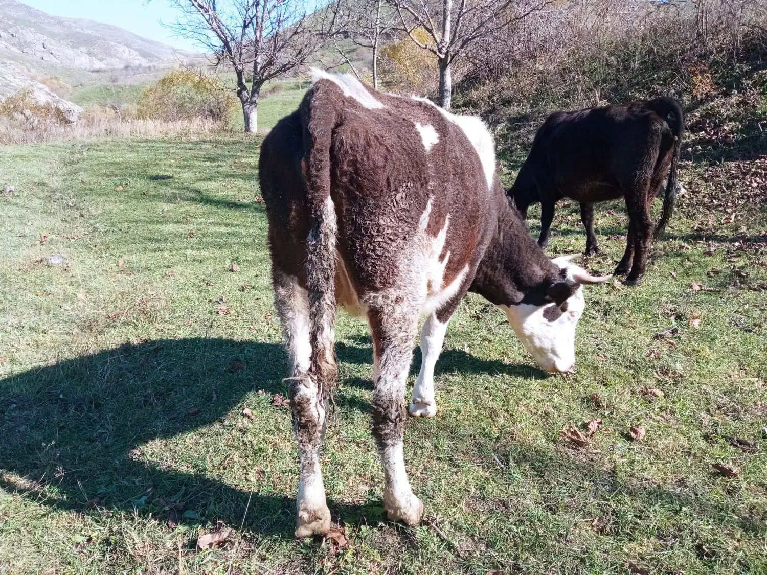 گاو|حیوانات مزرعه|هوراند, |دیوار