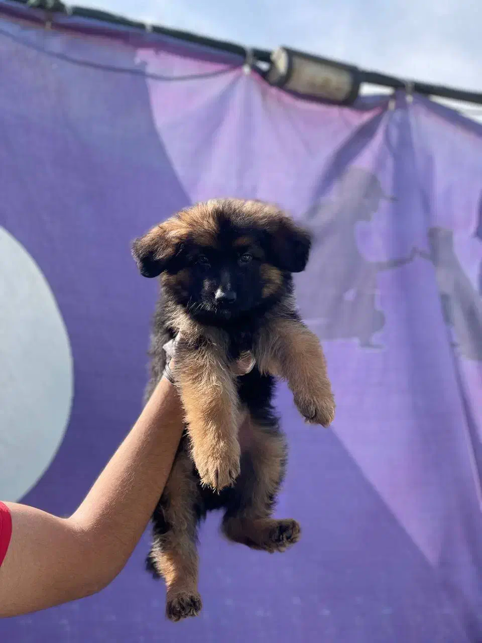 ژرمن شپهرد(شپرد) سگ نگهبان (کینگ موبلند)|سگ|تهران, تهران‌ویلا|دیوار