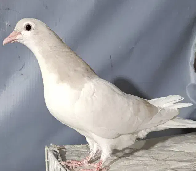 طوطی جوجه|پرنده|نیشابور, شهید بهشتی|دیوار