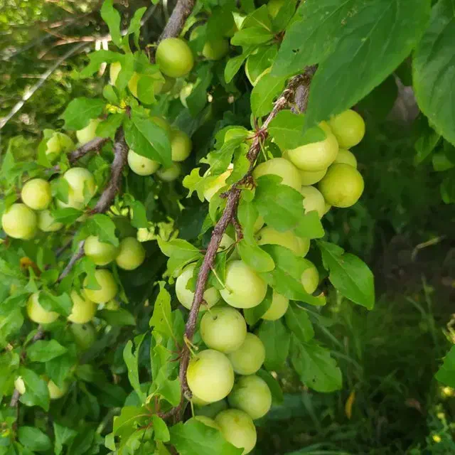 هرس کار ماهر برای درختان بخصوص درختان میوه تضمینی|خدمات باغبانی و درختکاری|اسلام‌شهر, صادقیه|دیوار