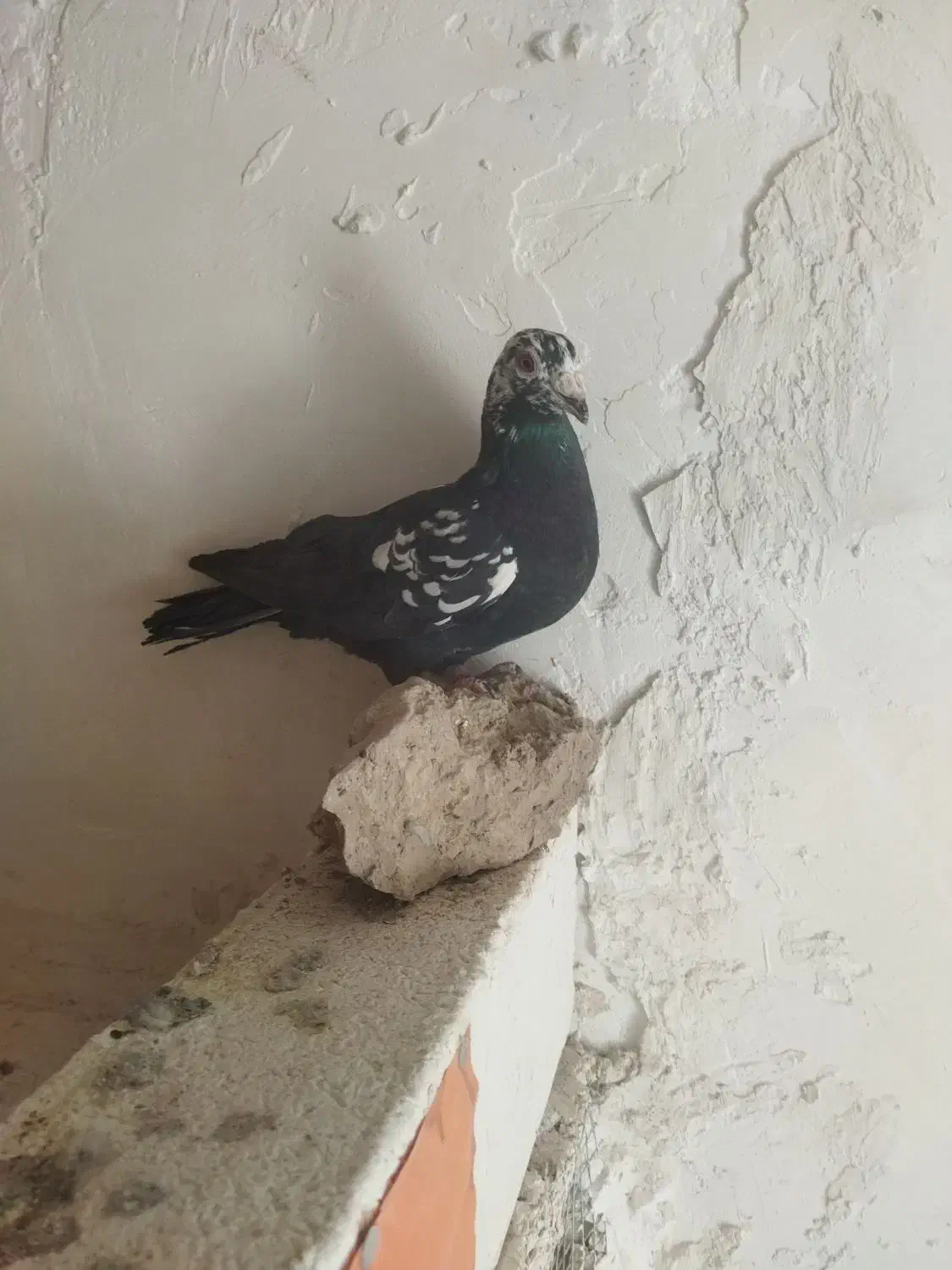 ماده سوسکی سیا|پرنده|تربت‌حیدریه, بالا ولایت|دیوار