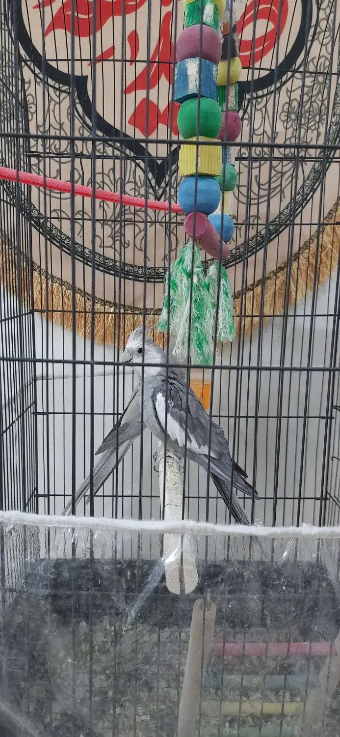 عروس هلندی|پرنده|مشهد, فدک|دیوار