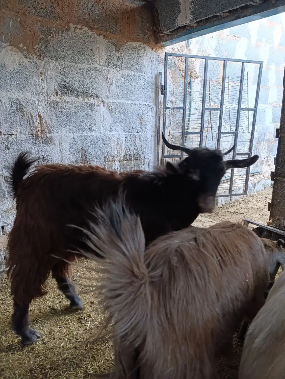 بز و کره|حیوانات مزرعه|یزد, |دیوار