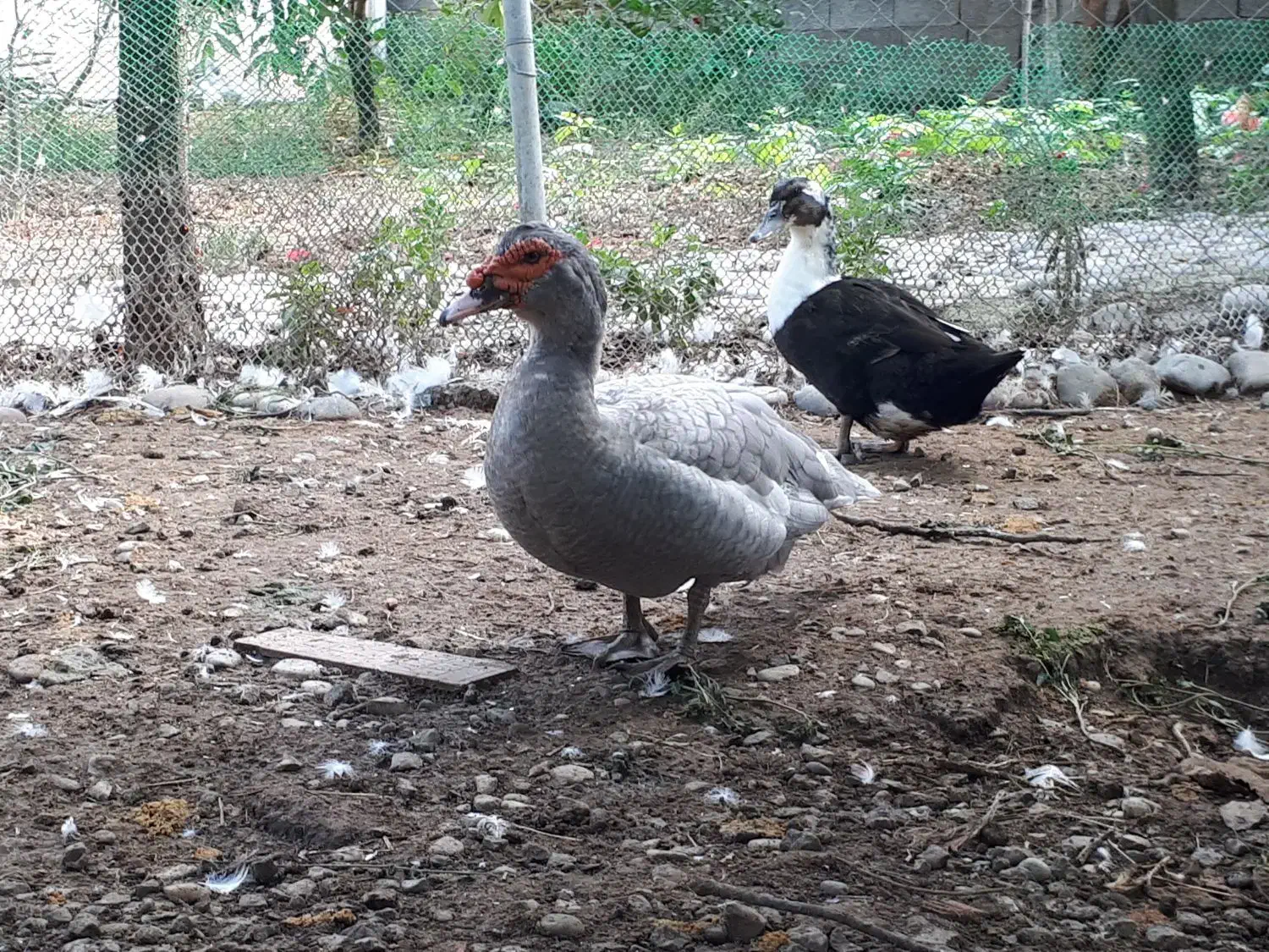 فروش یا معاوضه اردک اسرائیلی نقره ای|حیوانات مزرعه|قائم‌شهر, |دیوار