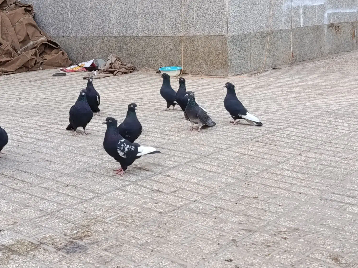 کفتر سینه سیاه کبوتر|پرنده|رشتخوار, |دیوار