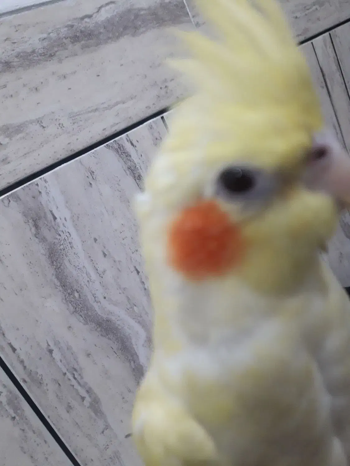 عروس هلندی گم شده|پرنده|رامشیر, |دیوار