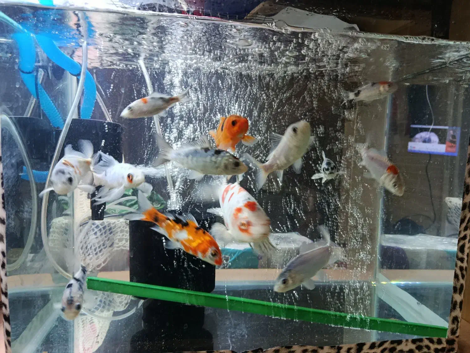 ماهی کوی نژاد دار|ماهی|قم, سراجه (۱۵ خرداد)|دیوار