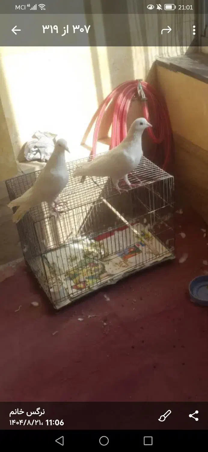 کفتر گمشده سفید|پرنده|قم, بلوار امین و ساحلی|دیوار