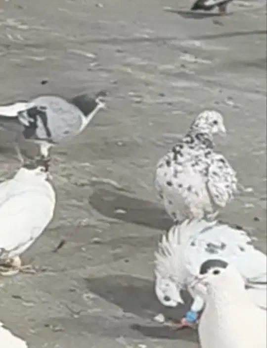 کبوتر گم شده|پرنده|مشهد, رستگار|دیوار