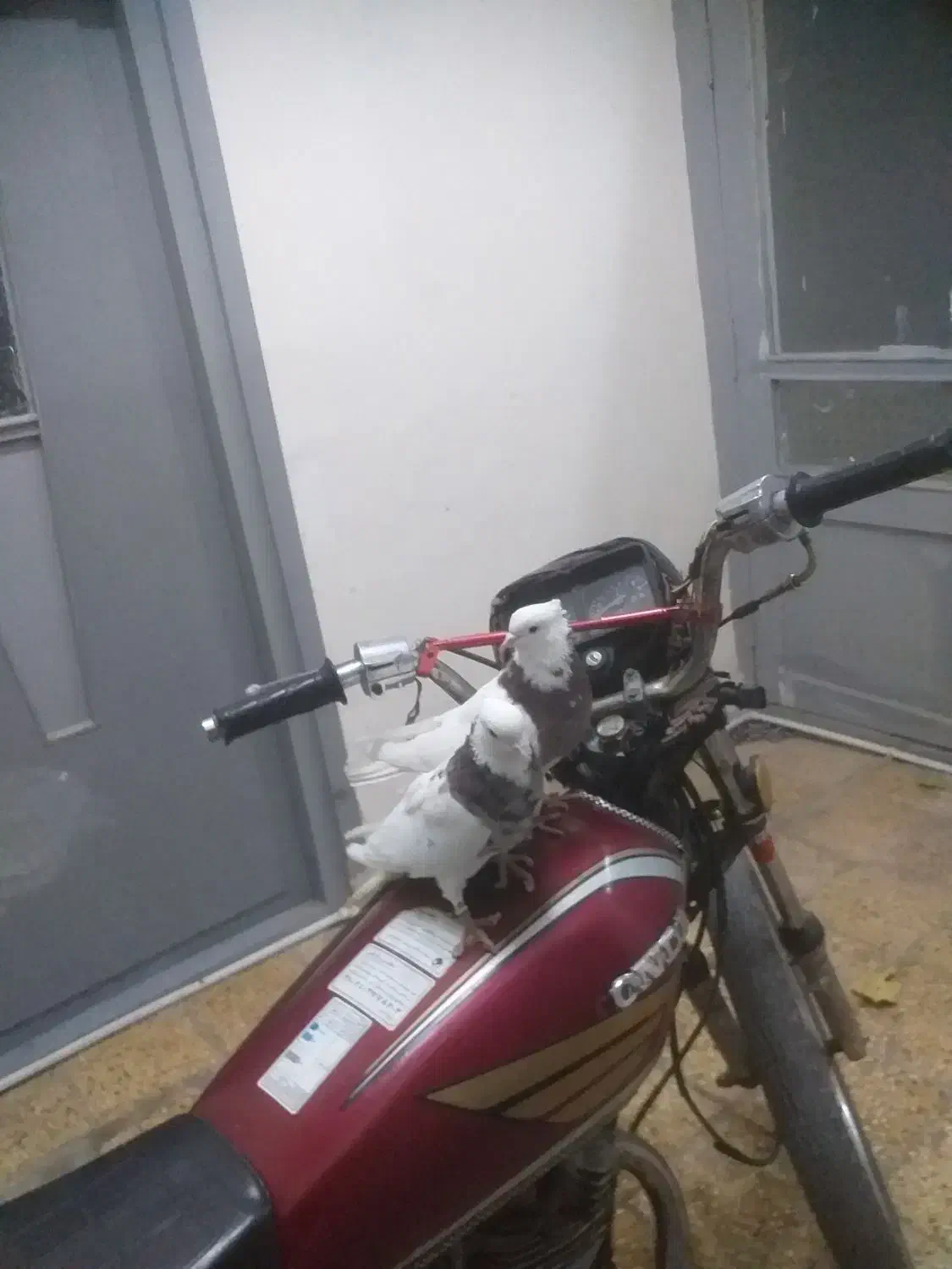 یه جفت طوقی|پرنده|شاهرود, |دیوار