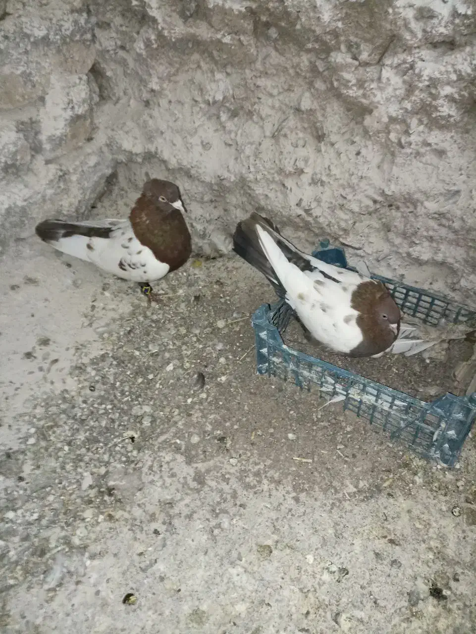 یک جفت کفتر سینه سرخ اماده جوجه کشی|پرنده|اسلامیه, |دیوار