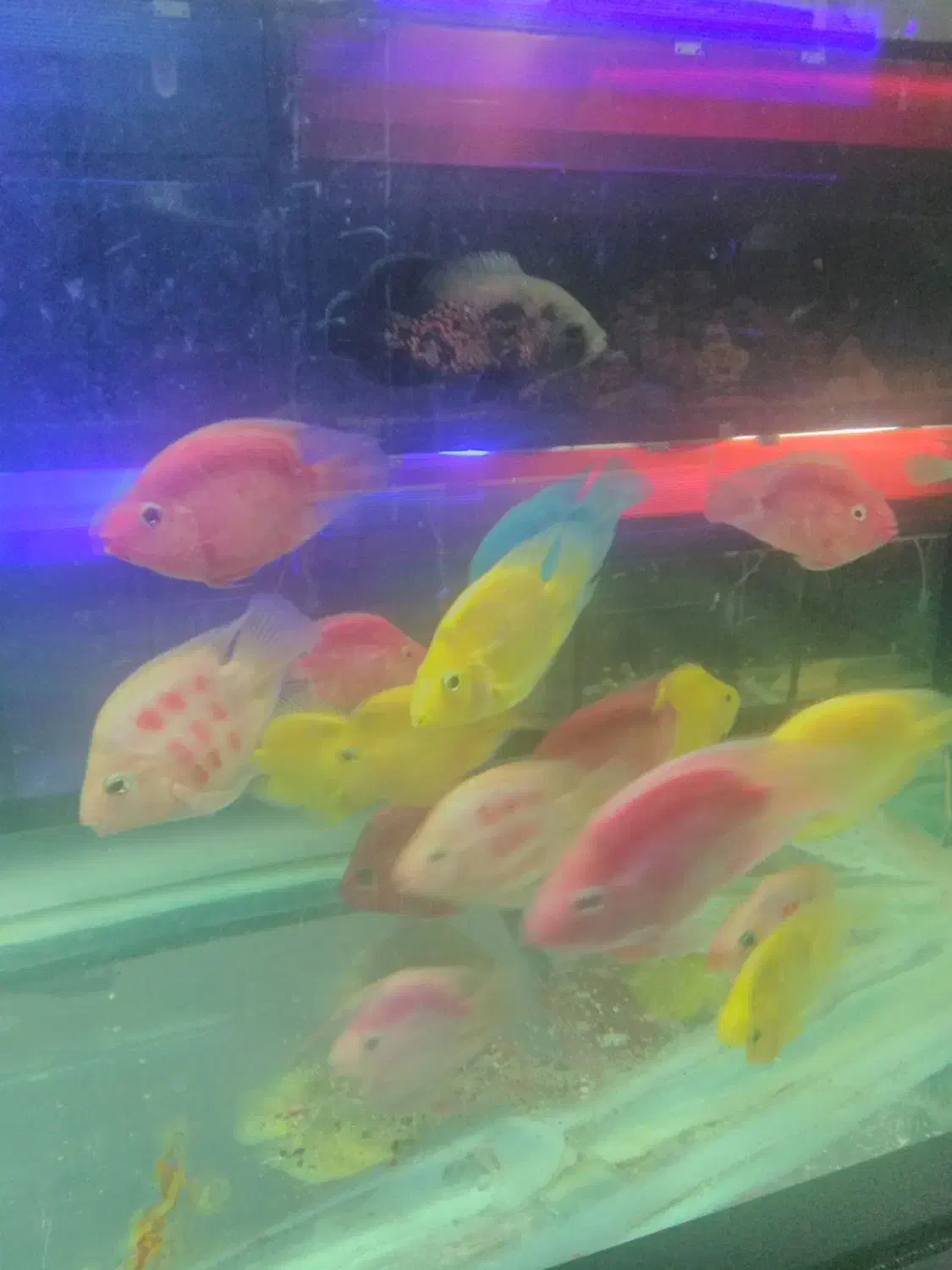 انواع ماهی کالر پرت گوپی تایگر کوی چانافروش معاوضه|ماهی|کرج, گلشهر|دیوار