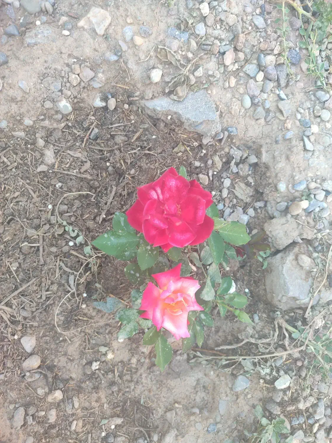 فروش زمین پاسگاه یولو|فروش زمین و ملک کلنگی|لیلان, |دیوار