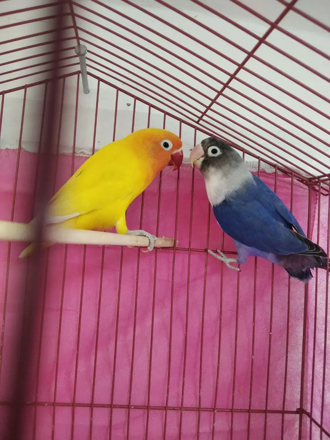 طوطی برزیلی بلو خاص|پرنده|شوشتر, |دیوار