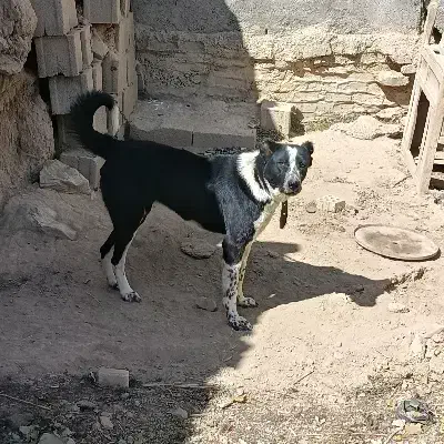 سگ گله ای|سگ|داران, |دیوار