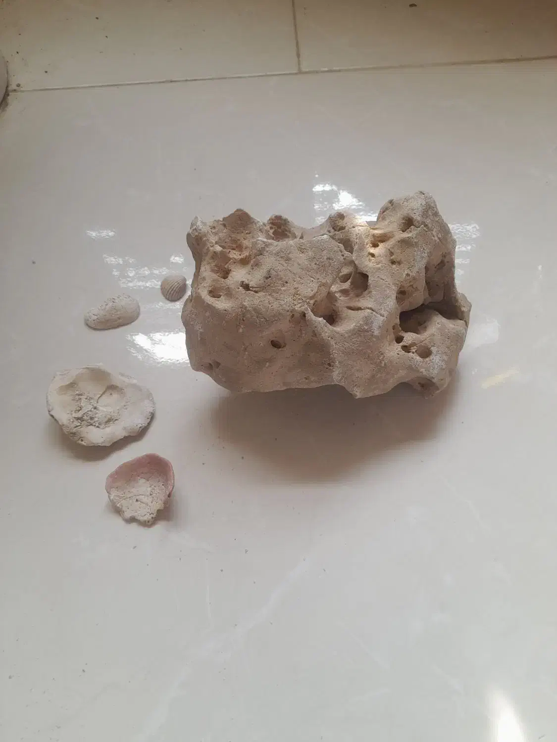 سنگ اکواریم معاوضه با مرغ یا جوجه|ماهی|شاهین‌شهر, خانه کارگر|دیوار