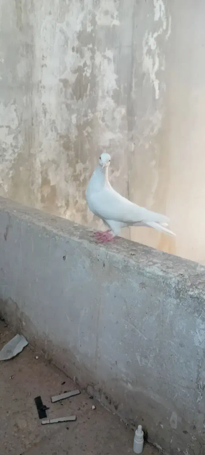 کفتر تهرانی وگرده ای|پرنده|بروجرد, |دیوار