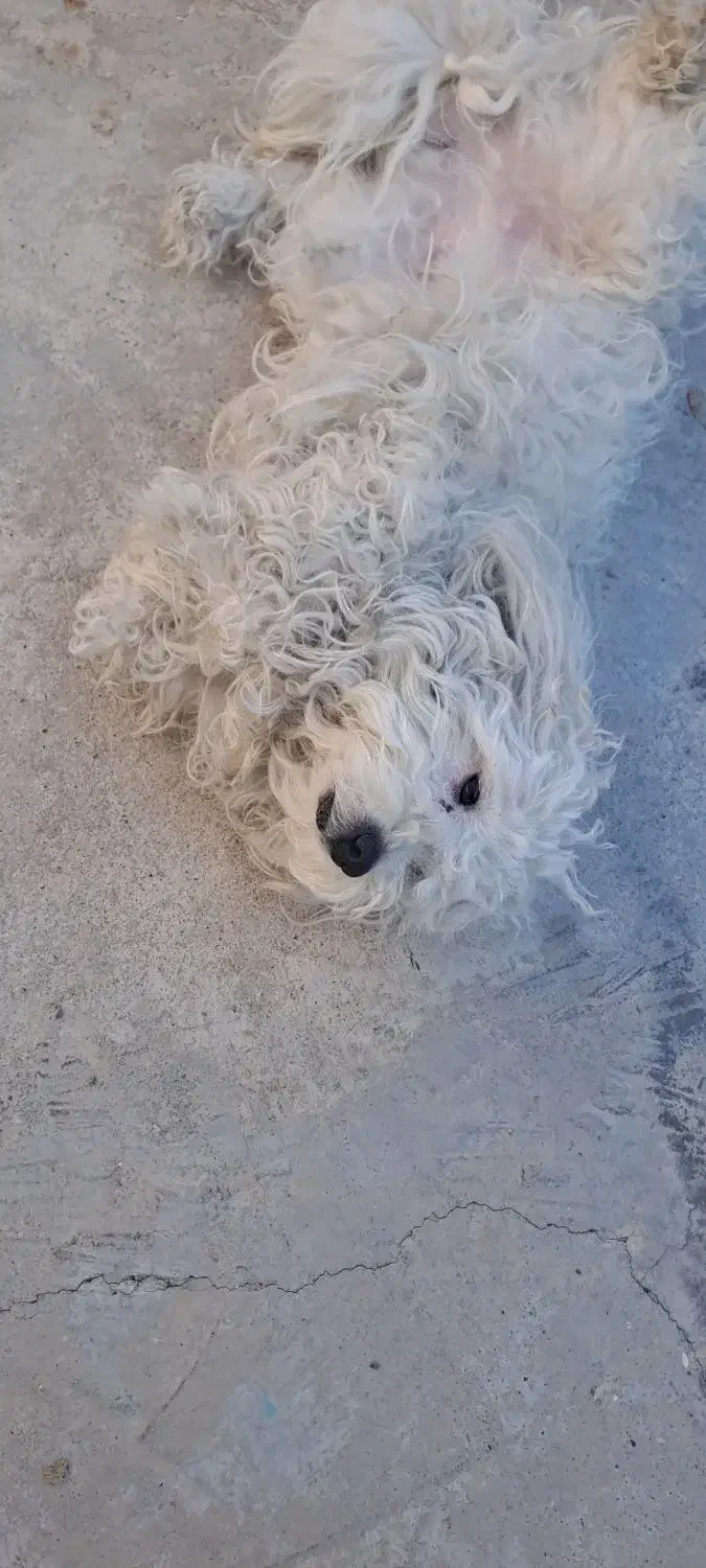 سگ اپارتمانی قیمت ۵ملیون تخفیف کوچیکی  میدم|سگ|مسجد سلیمان, |دیوار