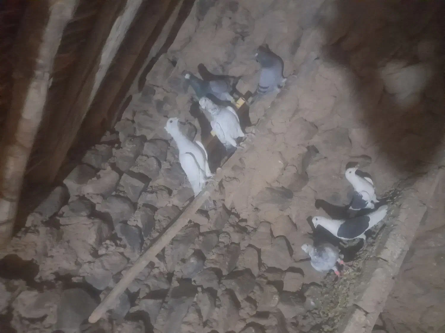 پرنده|پرنده|فرح دشت, |دیوار