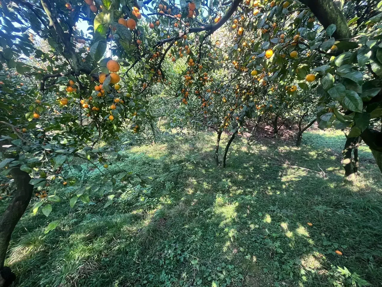 زمین واقع در دروپی|فروش زمین و ملک کلنگی|پایین هولار, |دیوار