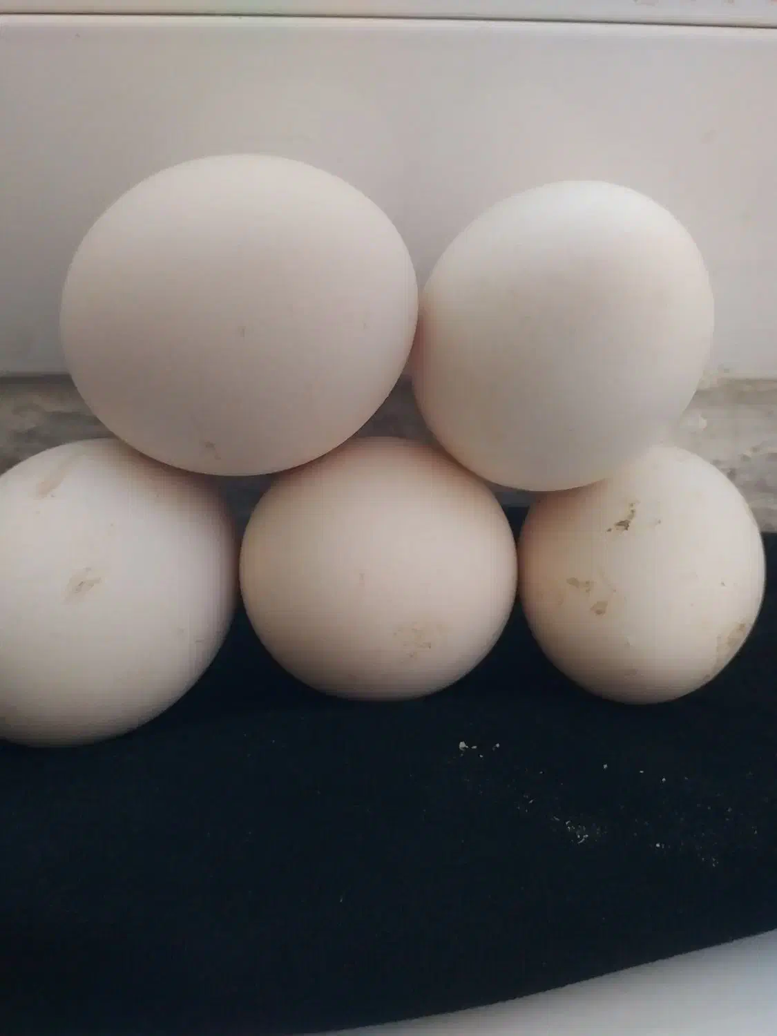 تخم‌ مرغ گلین|حراج|سرپل ذهاب, |دیوار