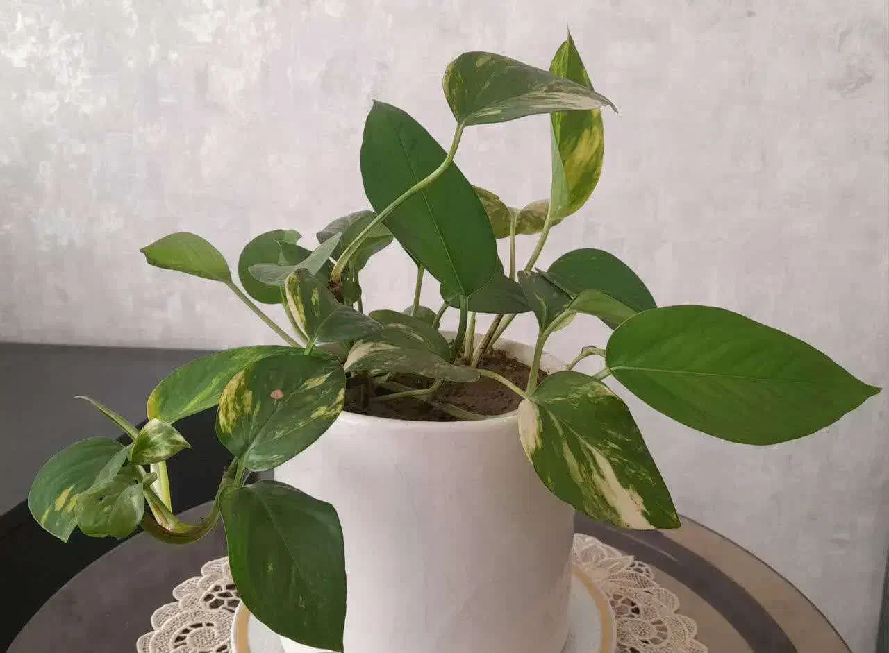 گل پتوس زیبا|گل و گیاه طبیعی|مشهد, امیریه|دیوار