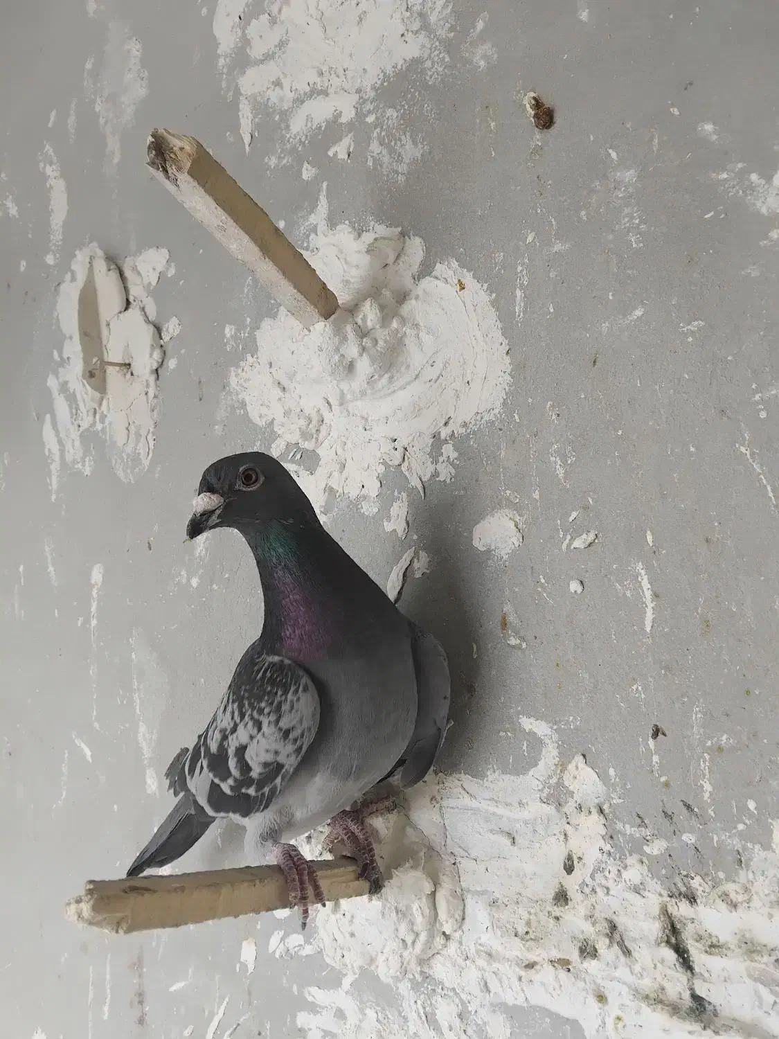 کفتر فروشی|پرنده|شیروان (خراسان), |دیوار