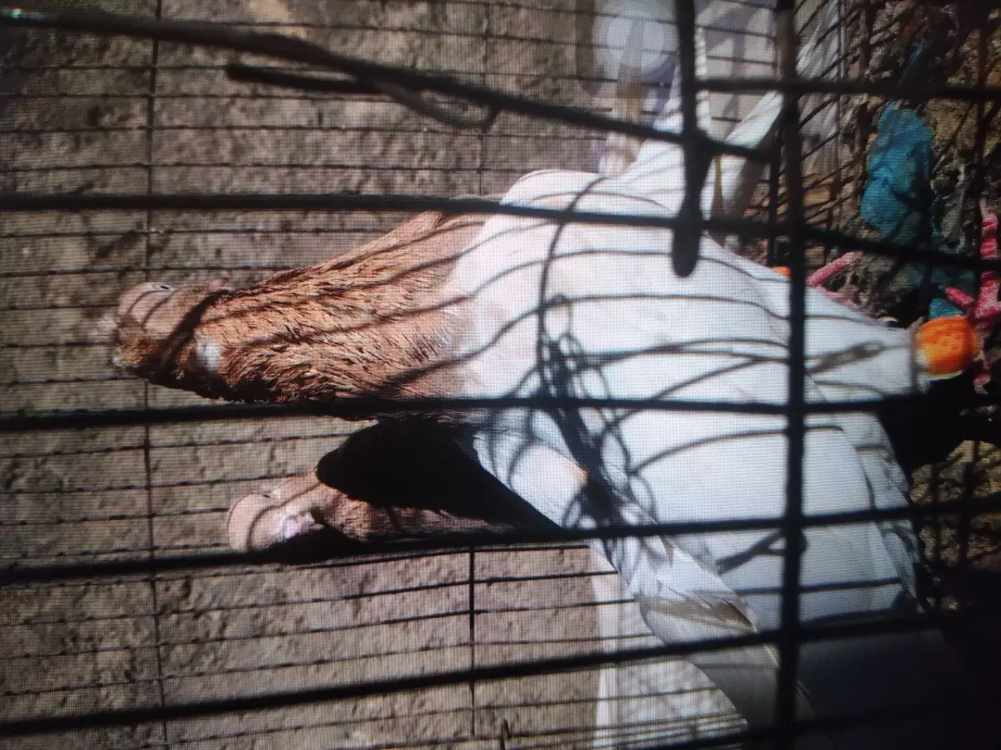 کبوتر جوجه بوم|پرنده|شیروان (خراسان), |دیوار