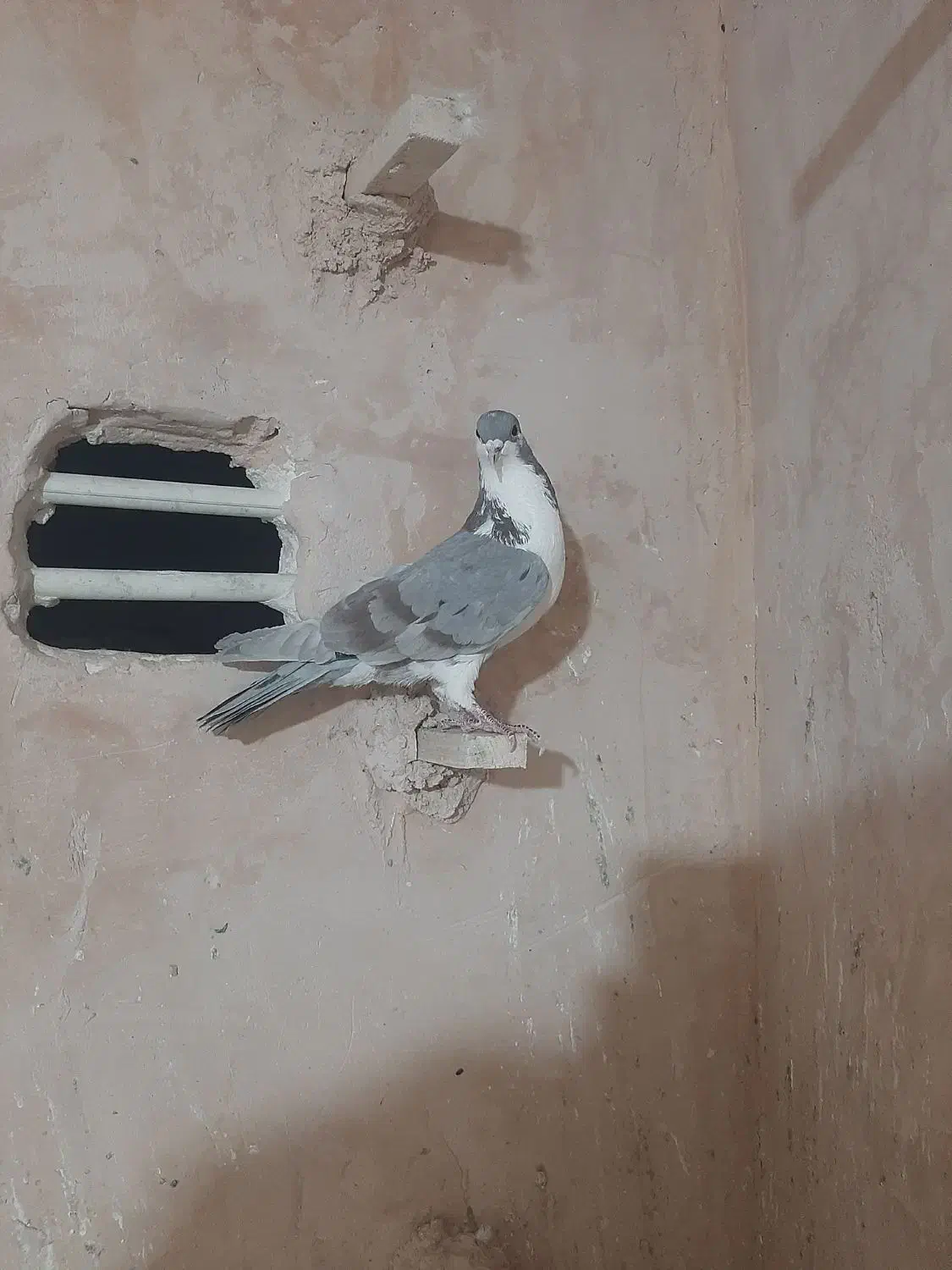 ۷ عددکبوتر|پرنده|اسفراین, |دیوار