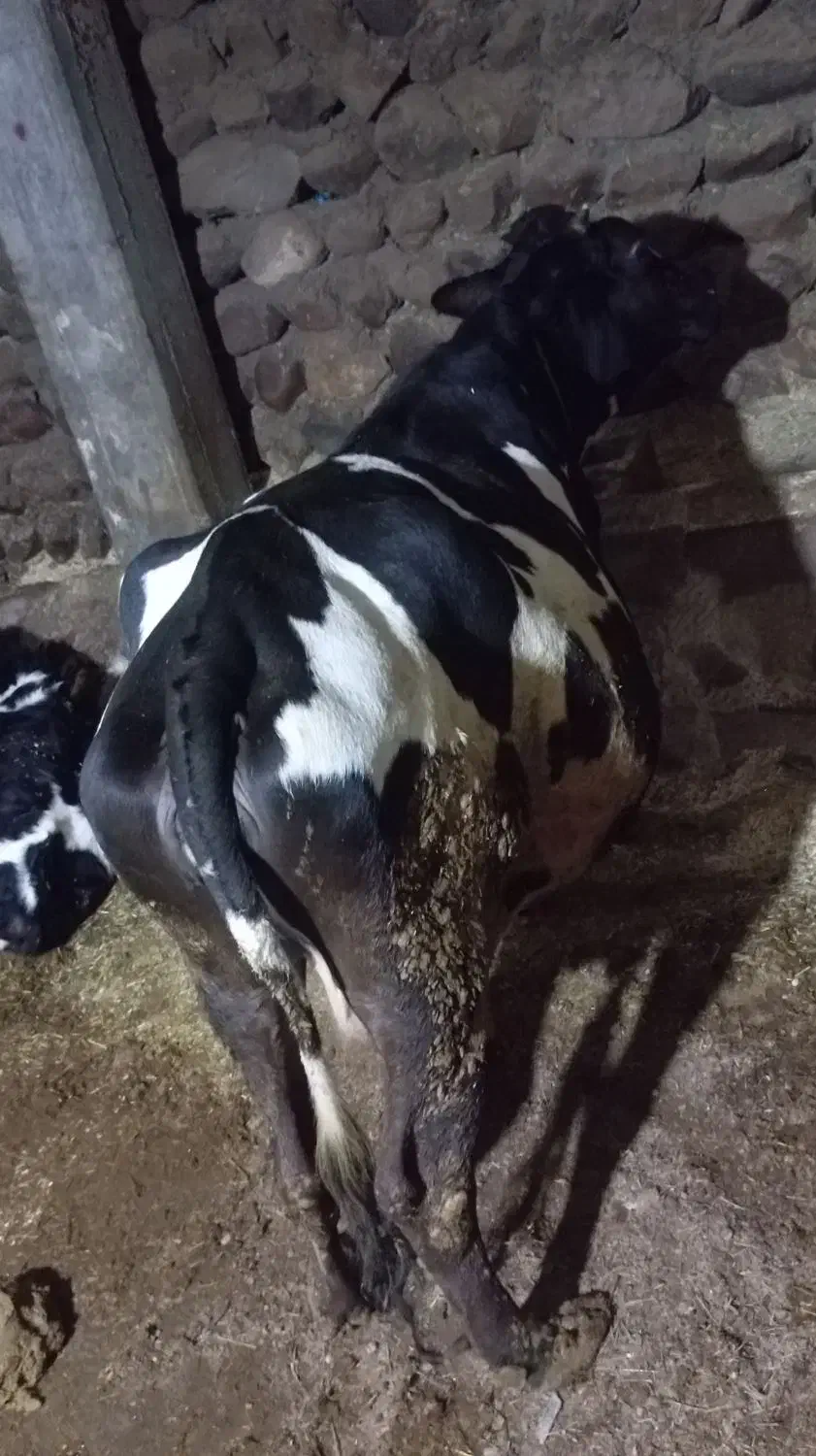 گاو|حیوانات مزرعه|نظر کهریزی, |دیوار