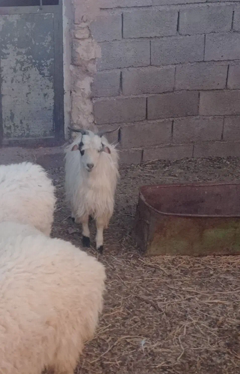 ۲بزغاله نر چاق|حیوانات مزرعه|قائن, |دیوار