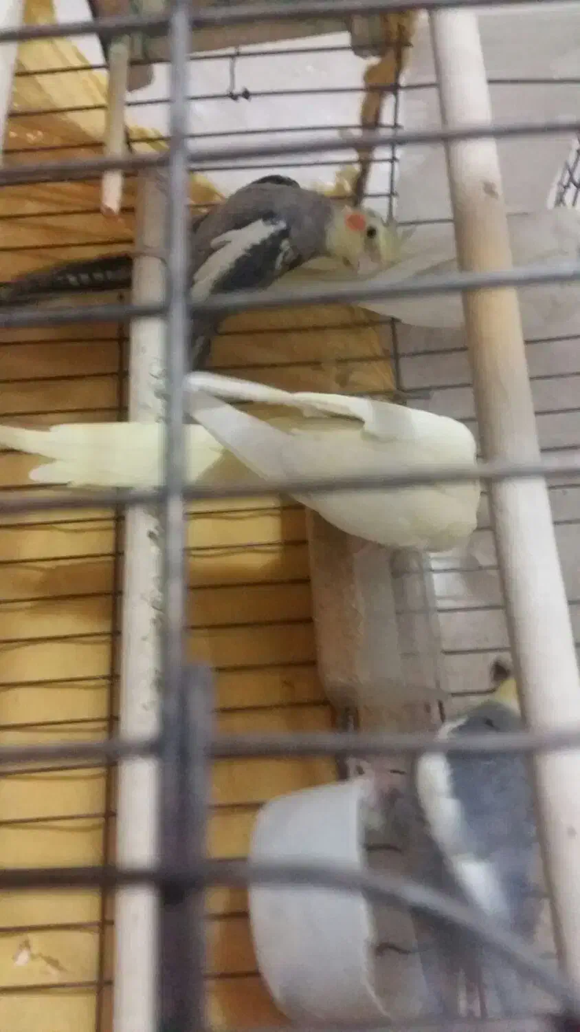 پرنده عروس هلندی|پرنده|اردکان, |دیوار