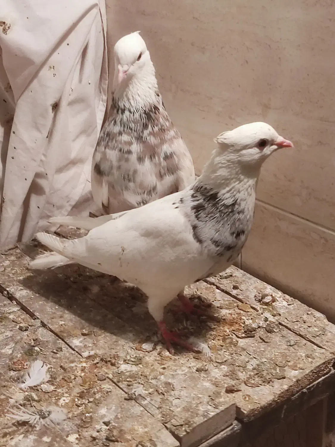 12تا کفترطوقی|پرنده|تهران, هاشمی|دیوار