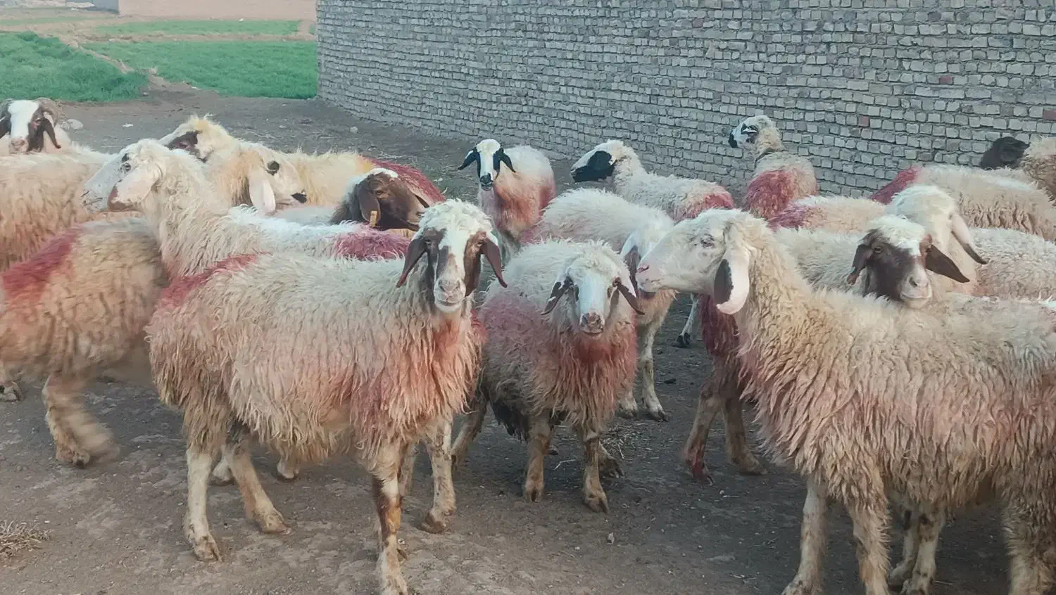 31میش داشتی جوان|حیوانات مزرعه|سبزوار, قصبه شرقی|دیوار