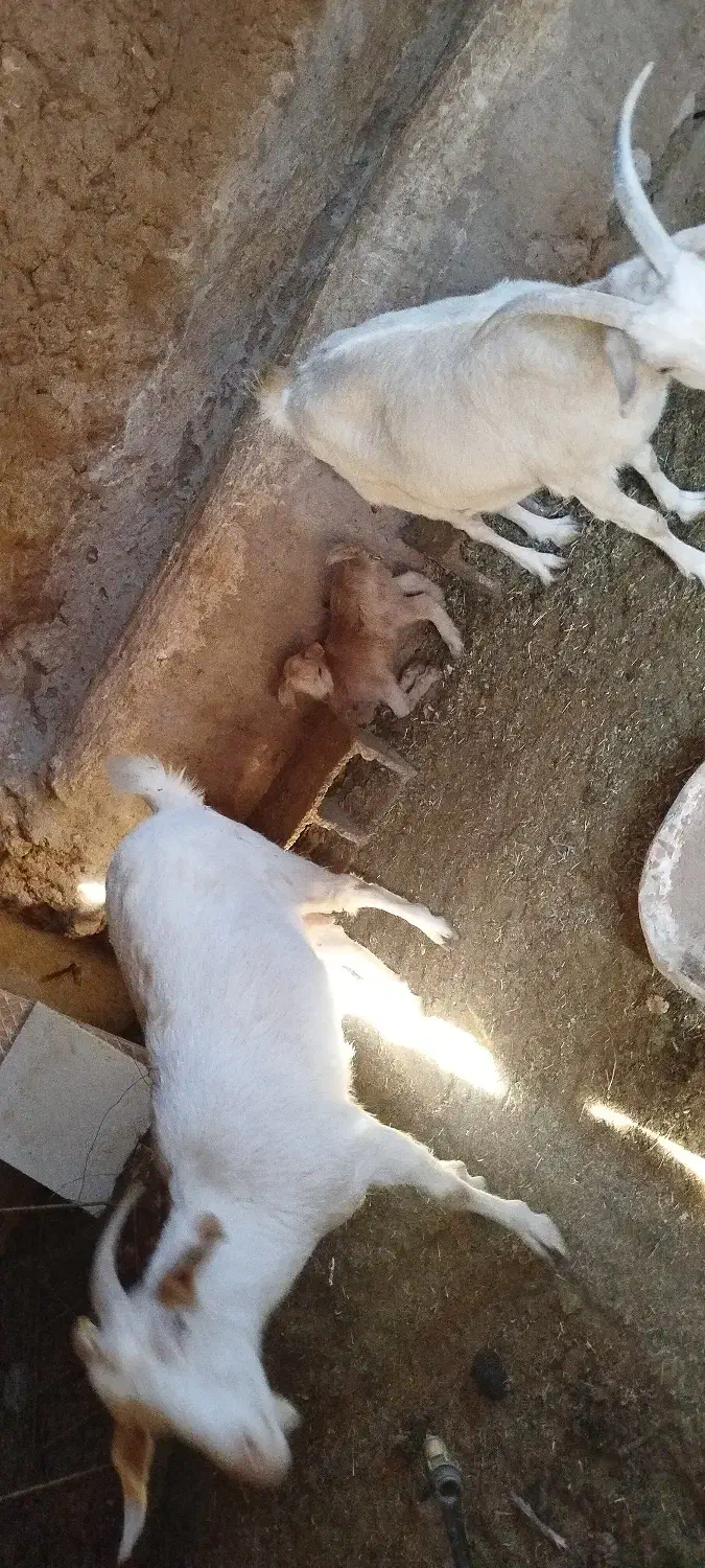 بز سانن فروشی|حیوانات مزرعه|خواف, |دیوار